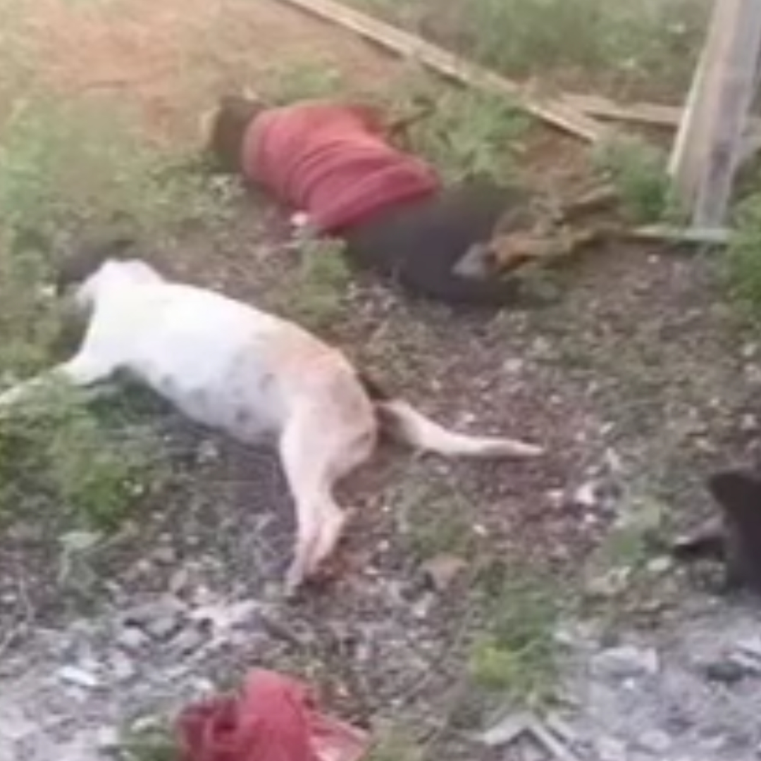 INDIGNAÇÃO: TRÊS CÃES SÃO ENVENENADOS CRUELMENTE EM DOURADOS (MS)