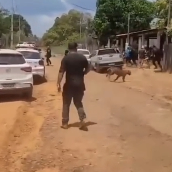 Onça invade casa e tenta entrar em creche em Porto Velho