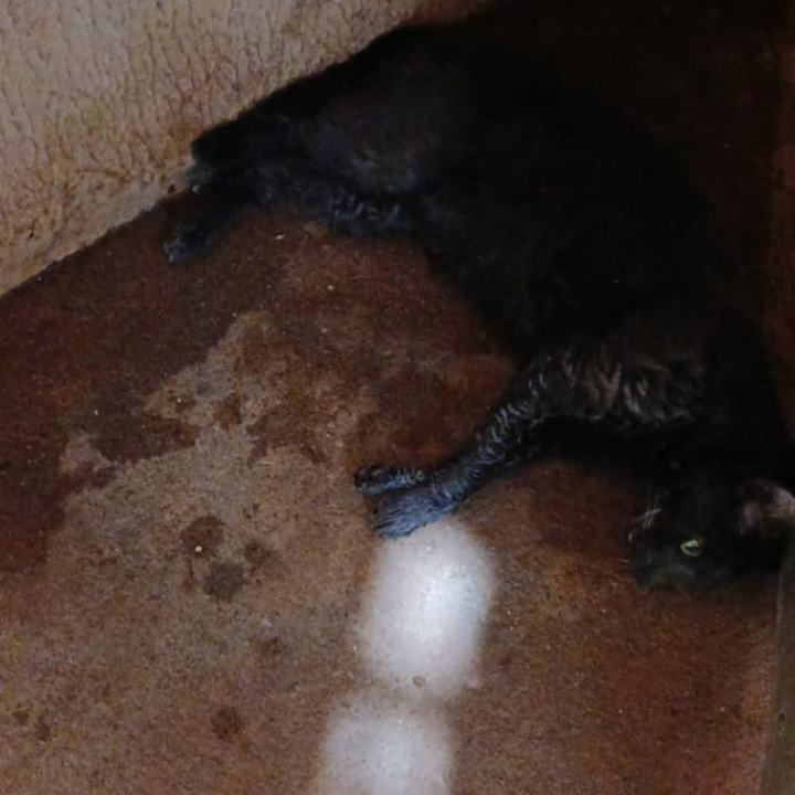 Moradores do Condomínio Pardal denunciam envenenamento de animais no Novo Oeste