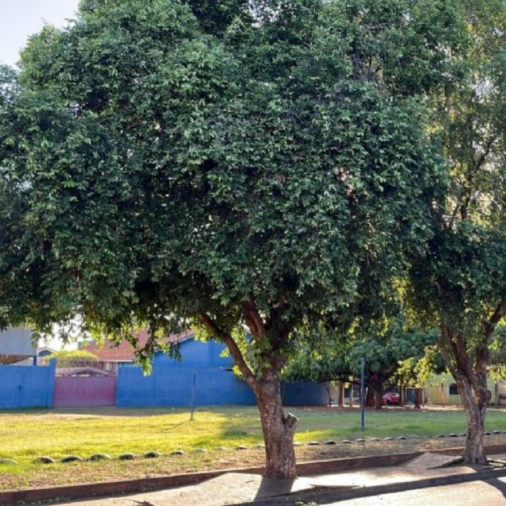 Denúncia de possível crime ambiental perto da Escola Maria Eulália preocupa moradores