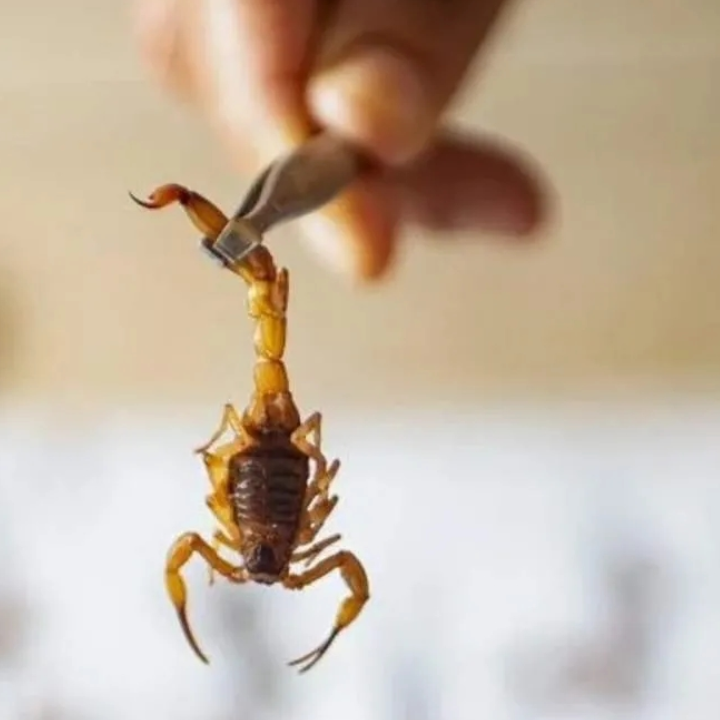 O descontrole de escorpiões e a ausência do poder público